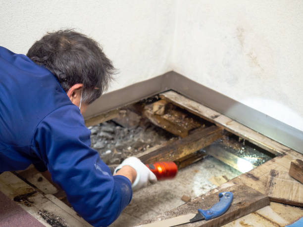 Office Mold Removal Services in Georgetown, DE