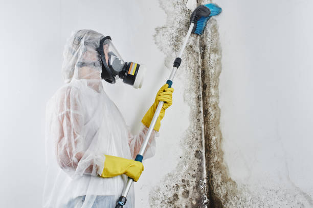 Mold Removal Process in Georgetown, DE