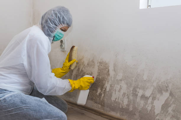 Best Office Mold Removal Services  in Georgetown, DE