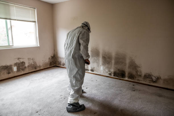 Best Best Mold Removal Companies  in Georgetown, DE