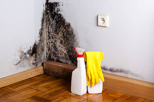 Best Mold Removal Process  in Georgetown, DE