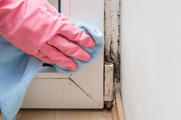 Best Home Mold Removal  in Georgetown, DE