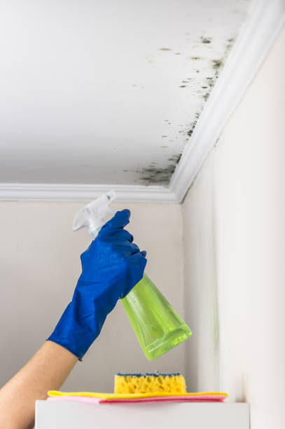 Best Mold Removal Company Near Me  in Georgetown, DE